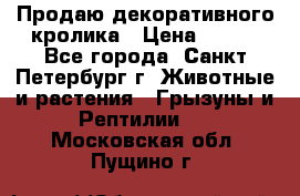 Продаю декоративного кролика › Цена ­ 500 - Все города, Санкт-Петербург г. Животные и растения » Грызуны и Рептилии   . Московская обл.,Пущино г.